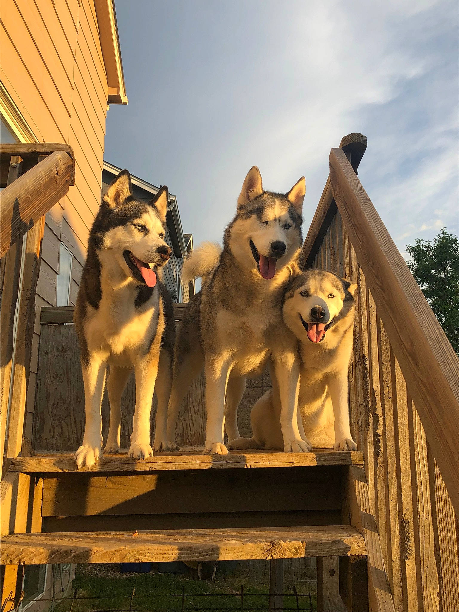 Meiko joined the competition — help win amazing prizes! alaskan_malamute, canadian_eskimo_dog, canidae, carnivore, czechoslovakian_wolfdog, dog, dog_breed, east_siberian_laika, greenland_dog, mammal, native_american_indian_dog, northern_inuit_dog, saarloos_wolfdog, sakhalin_husky, seppala_siberian_sleddog, siberian_husky, sled_dog, vertebrate, west_siberian_laika, wolfdog