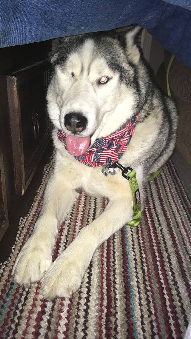 Spartan joined the competition — help win amazing prizes! alaskan_malamute, ancient_dog_breeds, canadian_eskimo_dog, canidae, carnivore, dog, dog_breed, greenland_dog, labrador_husky, mammal, native_american_indian_dog, northern_inuit_dog, sakhalin_husky, seppala_siberian_sleddog, siberian_husky, sled_dog, snout, tamaskan_dog, vertebrate, wolfdog