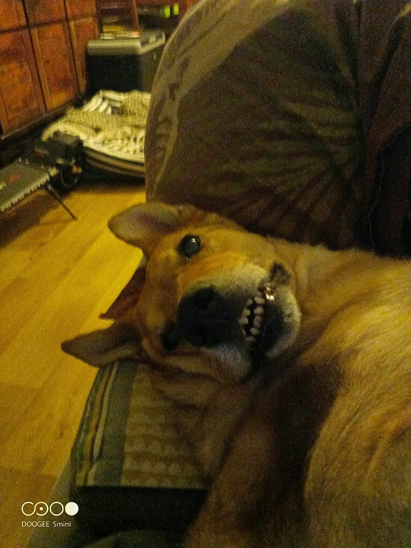 Daisy