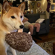Bella joined the competition — help win amazing prizes! dog, shiba_inu, plush_toy, bedspread, person, couch, living_room, string_lights, holiday_decorations, stockings, carpet, wood_floor, wall_clock, painting, pillows, furniture, indoor, pet, cute, cozy