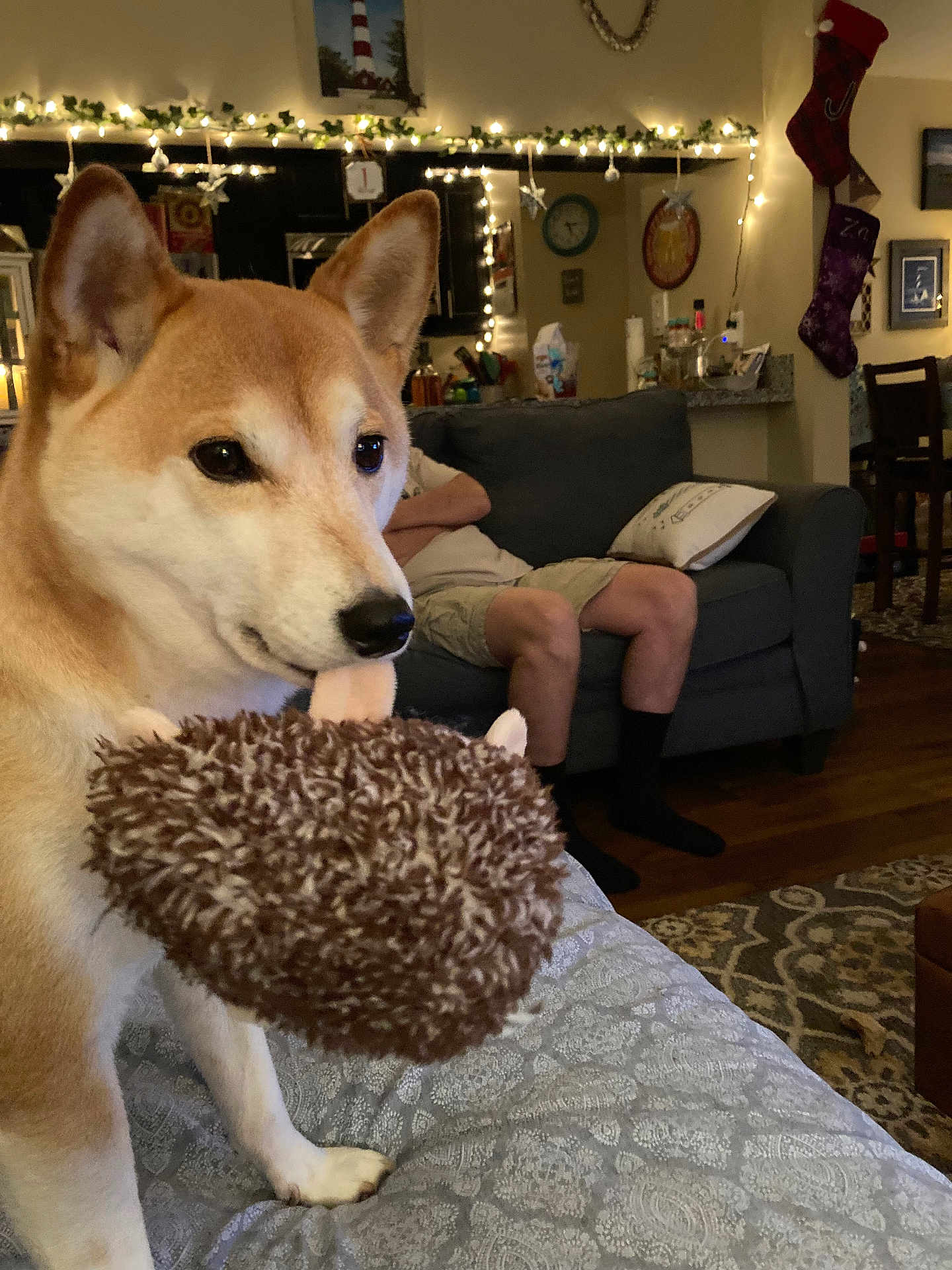 Bella joined the competition — help win amazing prizes! dog, shiba_inu, plush_toy, bedspread, person, couch, living_room, string_lights, holiday_decorations, stockings, carpet, wood_floor, wall_clock, painting, pillows, furniture, indoor, pet, cute, cozy
