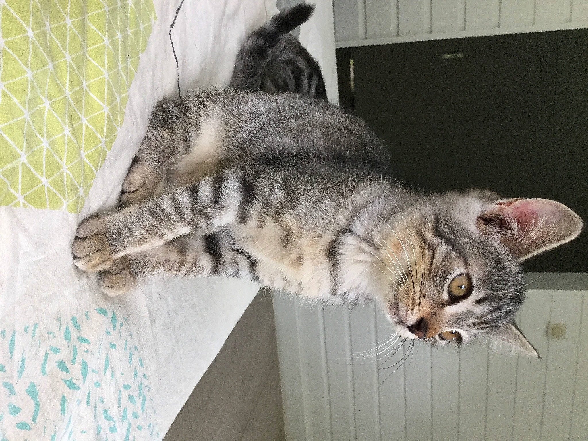 Loustic participe au concours pour gagner de l'argent avec cette photo : carnivore, cat, domestic_short_haired_cat, felidae, fur, mesh, paw, small_to_medium_sized_cats, snout, tail, terrestrial_animal, whiskers