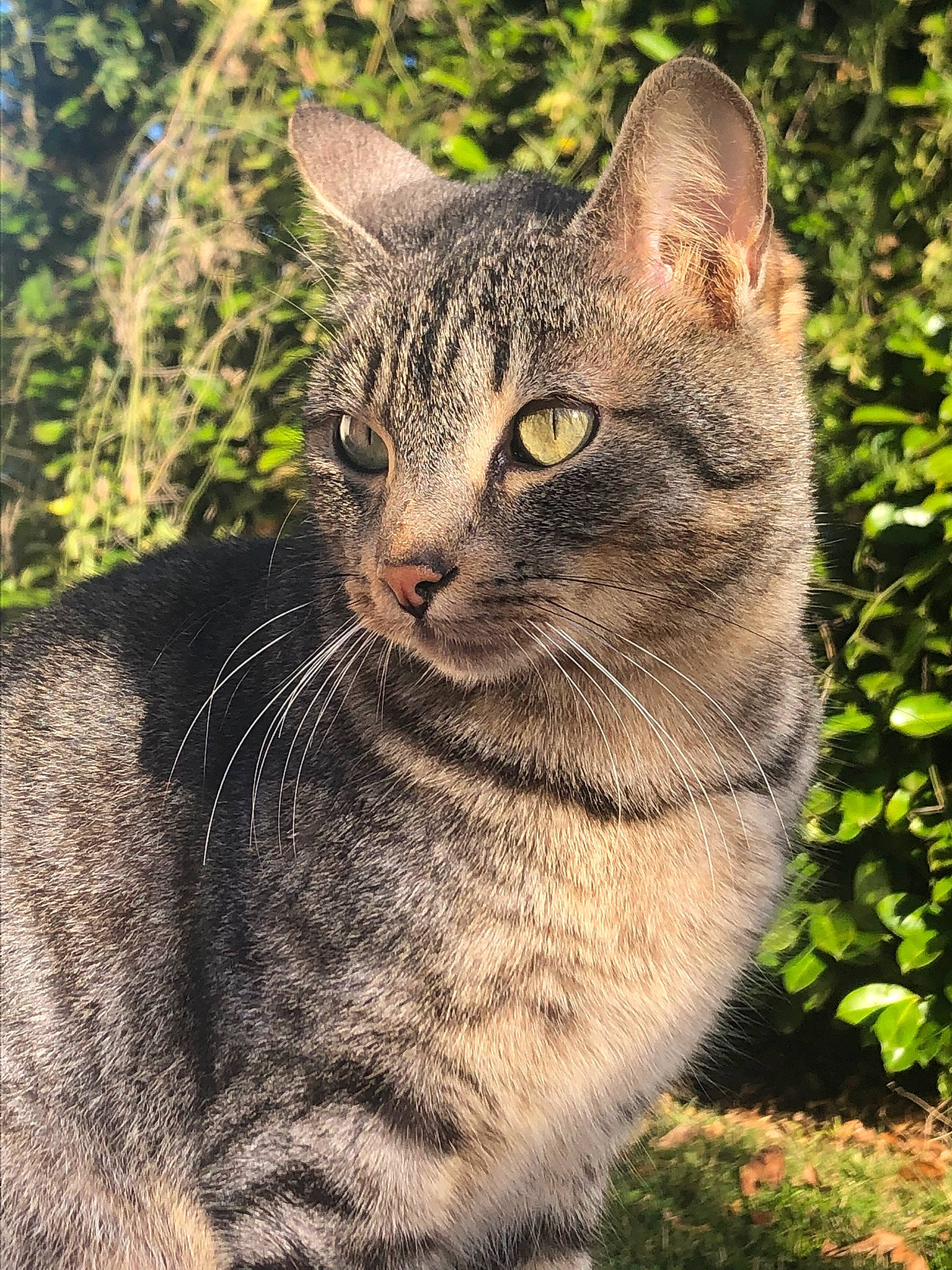 Loustic a rejoint le concours — aidez-le/la à gagner de superbes lots ! bobcat, carnivore, cat, domestic_short_haired_cat, eye, fawn, felidae, fur, grass, groundcover, lynx, plant, small_to_medium_sized_cats, snout, terrestrial_animal, tree, whiskers, wildlife