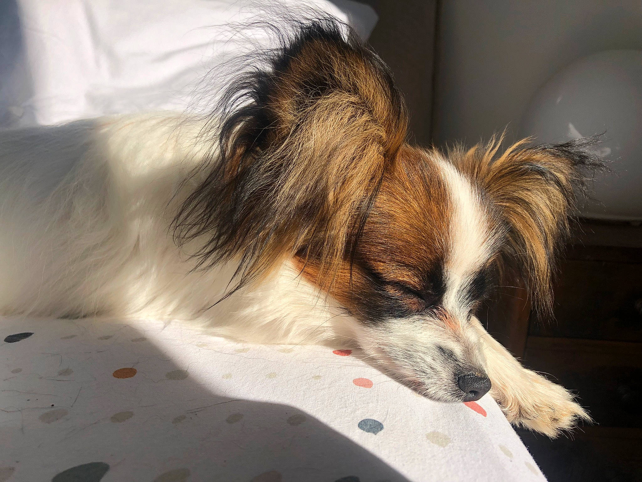 Sam a rejoint le concours — aidez-le/la à gagner de superbes lots ! canidae, carnivore, companion_dog, dog, dog_breed, fur, herding_dog, nap, puppy, sleep, snout, sporting_group, terrestrial_animal, toy_dog, whiskers, working_dog