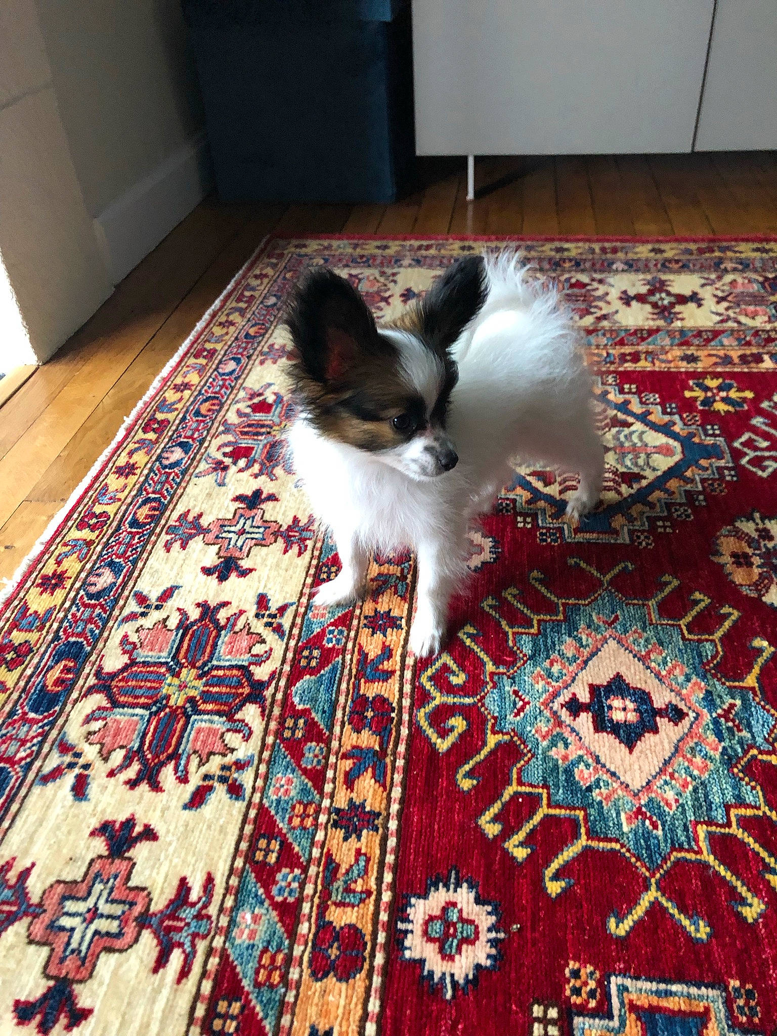 Sam a rejoint le concours — aidez-le/la à gagner de superbes lots ! canidae, carnivore, carpet, cat, comfort, companion_dog, dog_breed, fawn, felidae, floor, flooring, fur, hardwood, pattern, rug, small_to_medium_sized_cats, sporting_group, tail, whiskers, wood