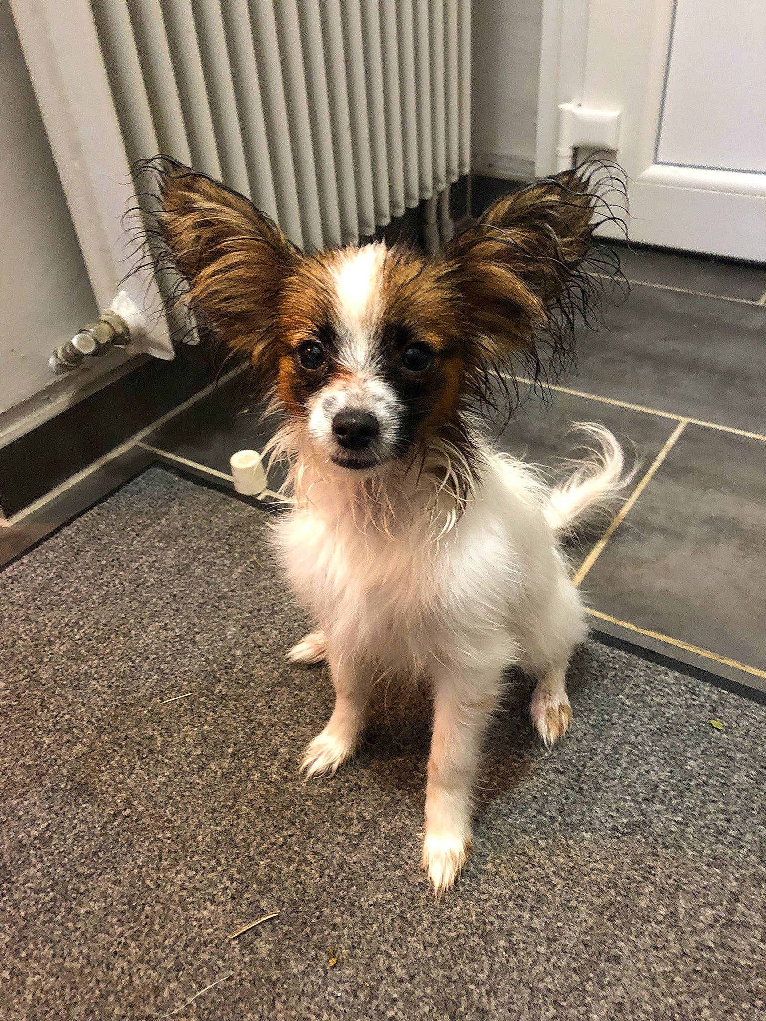 Sam a rejoint le concours — aidez-le/la à gagner de superbes lots ! asphalt, canidae, carnivore, companion_dog, corgi_chihuahua, dog, dog_breed, dog_supply, door, fawn, flooring, fur, papillon, road_surface, snout, sporting_group, tail, terrestrial_animal, toy_dog, whiskers