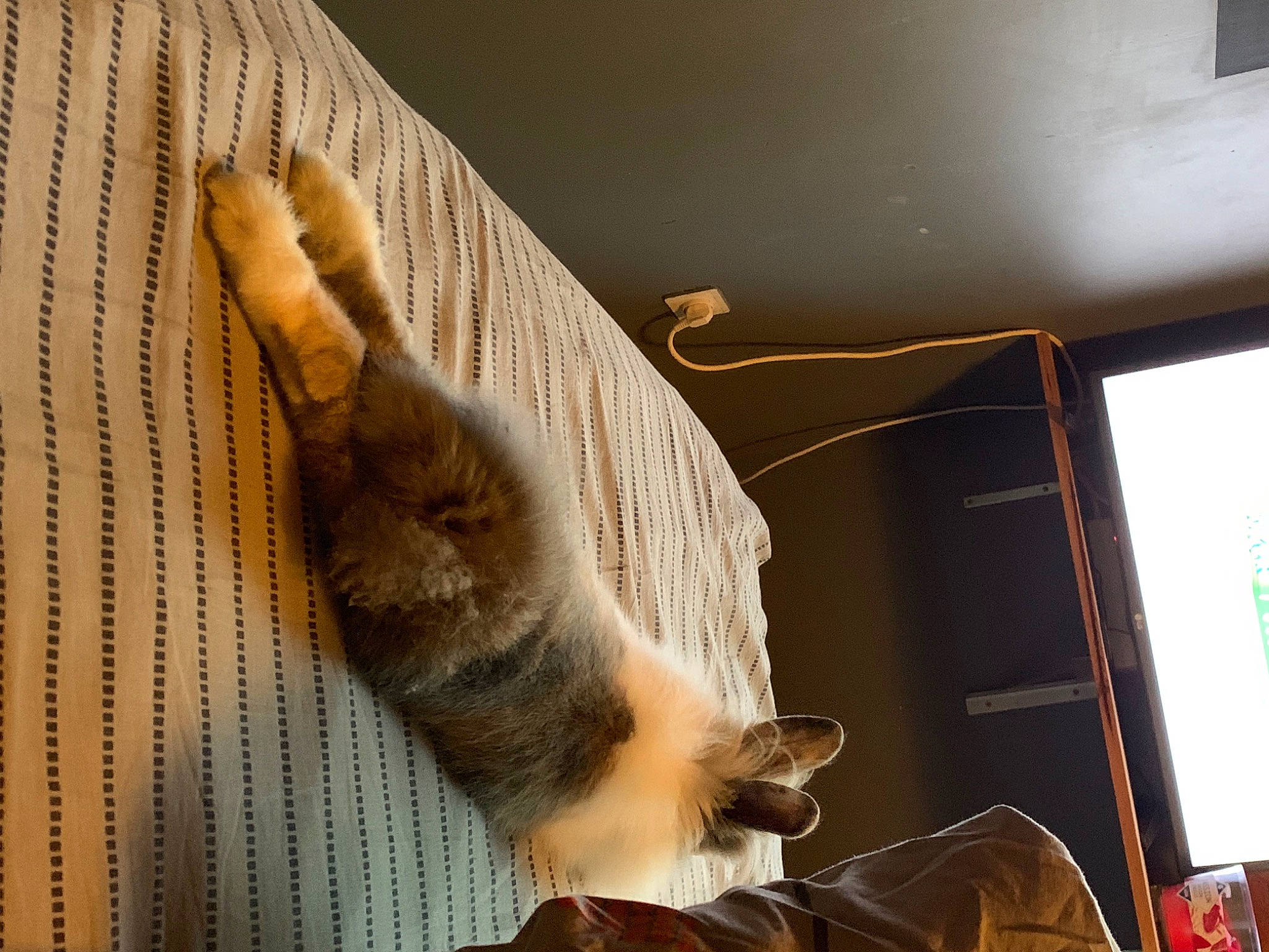 Théodore participe au concours pour gagner de l'argent avec cette photo : carnivore, cat, ceiling, european_shorthair, fawn, felidae, fur, kitten, maine_coon, norwegian_forest_cat, paw, polydactyl_cat, small_to_medium_sized_cats, tabby_cat, tail, whiskers