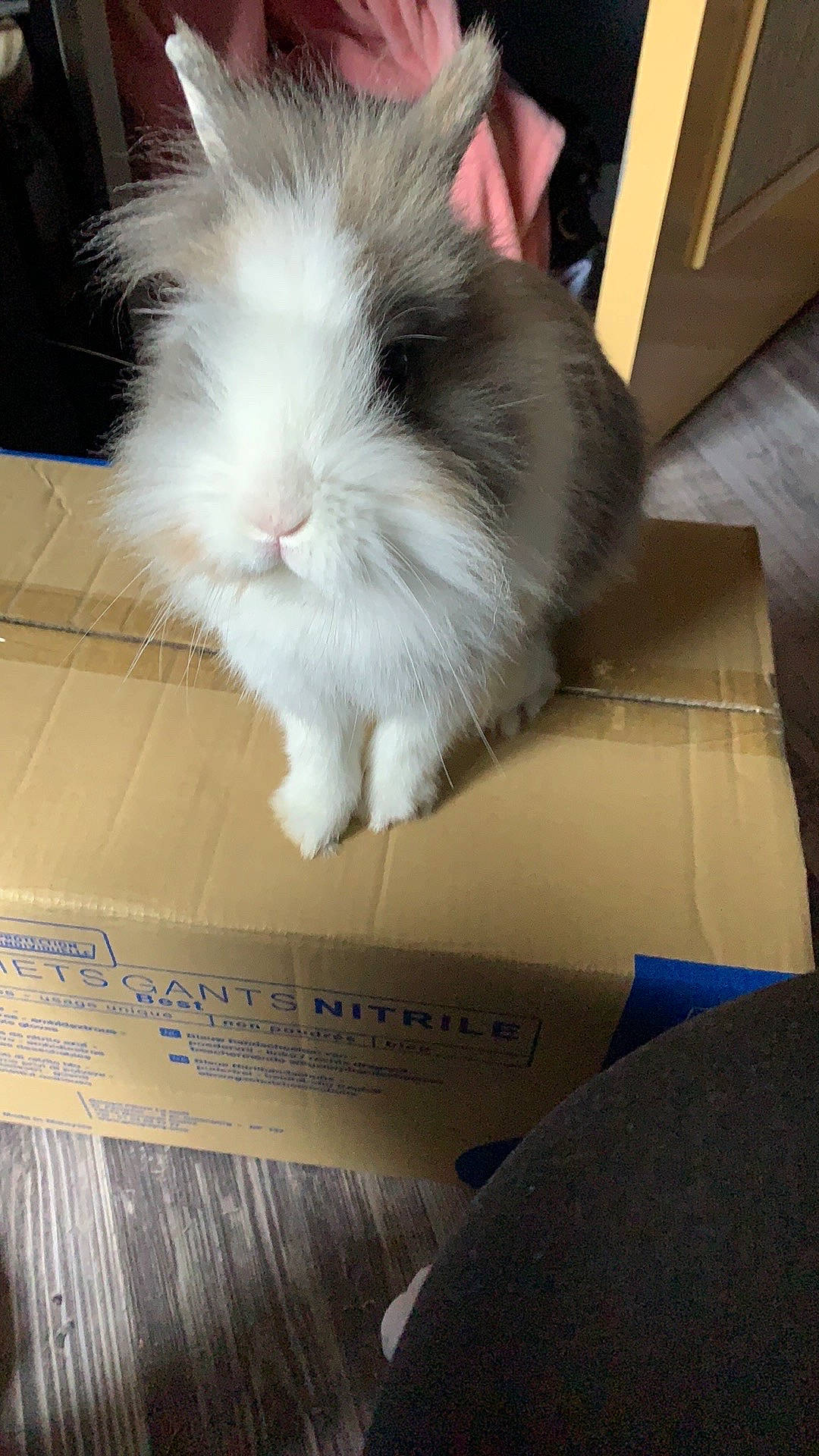 Théodore participe au concours pour gagner de l'argent avec cette photo : angora_rabbit, domestic_rabbit, ear, fawn, mammal, rabbit, rabbits_and_hares, whiskers