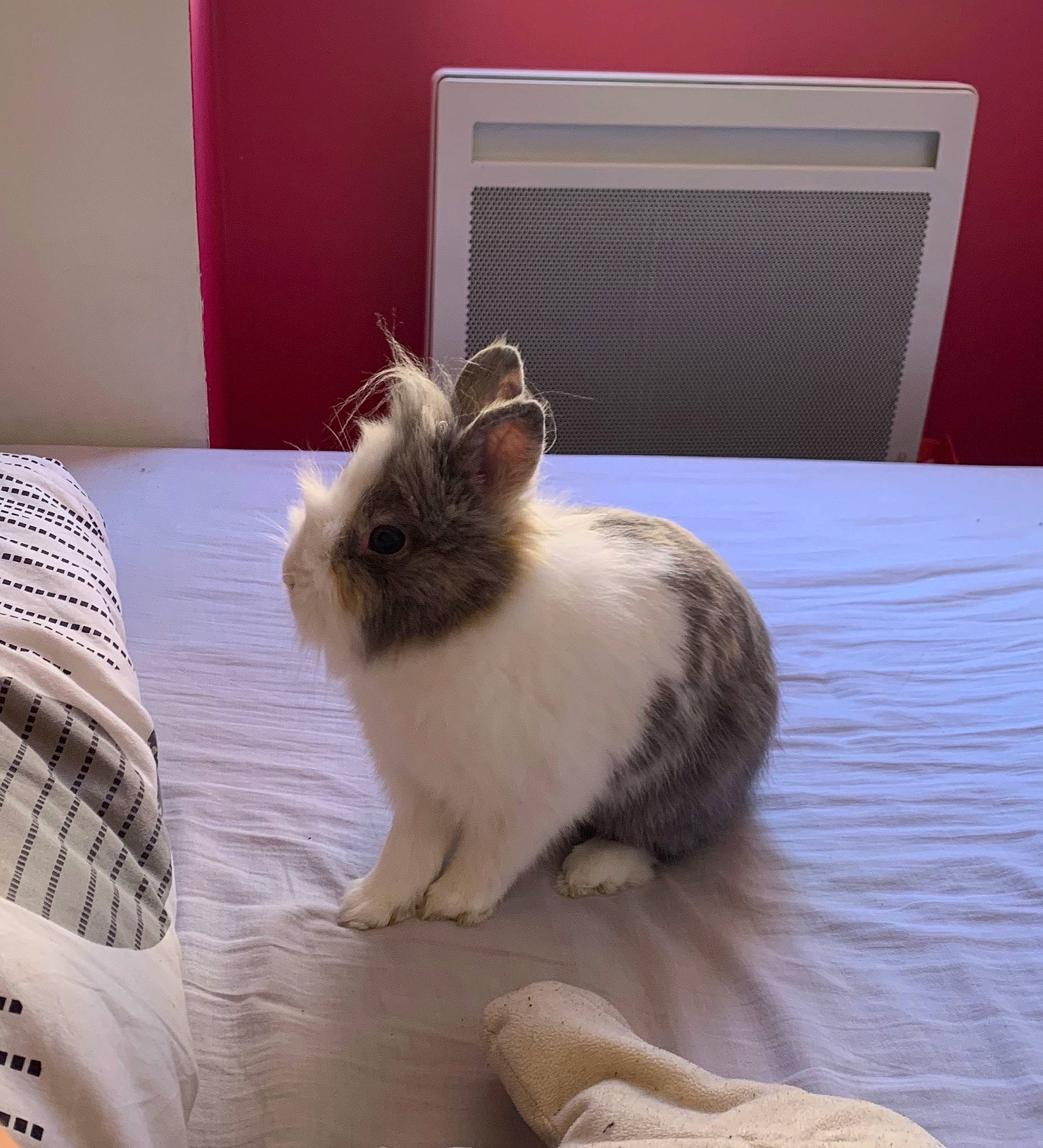 Théodore a rejoint le concours — aidez-le/la à gagner de superbes lots ! angora_rabbit, birman, cat, domestic_rabbit, ear, fawn, felidae, fur, mammal, rabbit, rabbits_and_hares, ragdoll, small_to_medium_sized_cats, whiskers