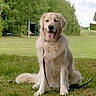 dog, golden_retriever, pet, animal, sitting, tongue_out, fluffy, long_hair, leash, grass, park, outdoor, trees, nature, lawn, bench, portrait, centered, happy, summer