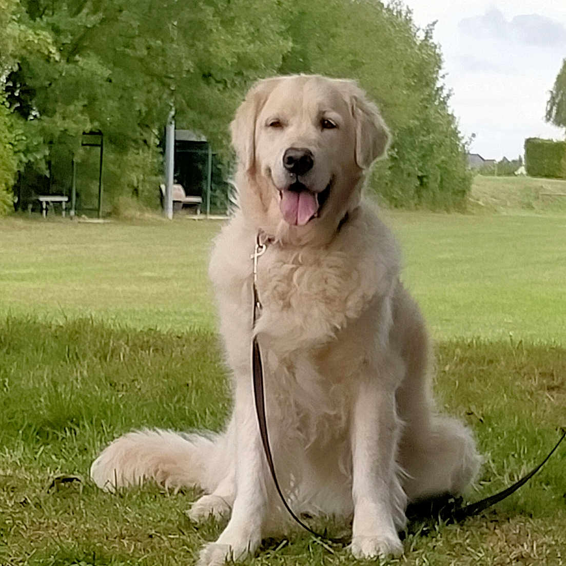 Maya