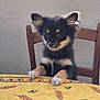 puppy, dog, chair, table, tablecloth, yellow, black, tan, fur, ears, paws, wood, indoor, curious, pet, animal, cute, small, sitting, bright_eyes