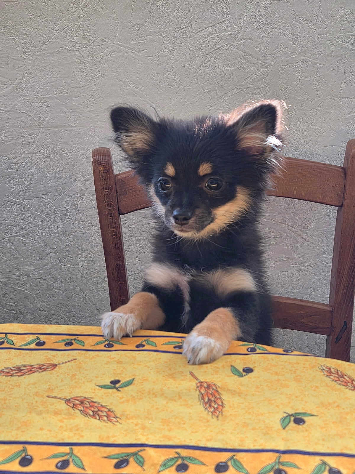 Amande participe au concours pour gagner de l'argent avec cette photo : puppy, dog, chair, table, tablecloth, yellow, black, tan, fur, ears, paws, wood, indoor, curious, pet, animal, cute, small, sitting, bright_eyes
