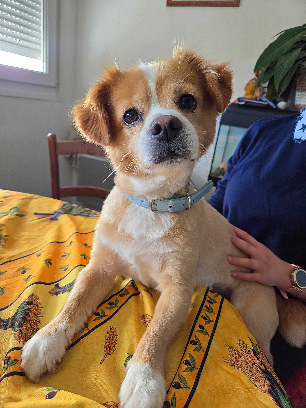 Pain D'épice a rejoint le concours — aidez-le/la à gagner de superbes lots ! dog, collar, tablecloth, yellow, indoor, person, hand, chair, window, plant, watch, fur, pet, animal, cute, portrait, domestic, brown, white, table
