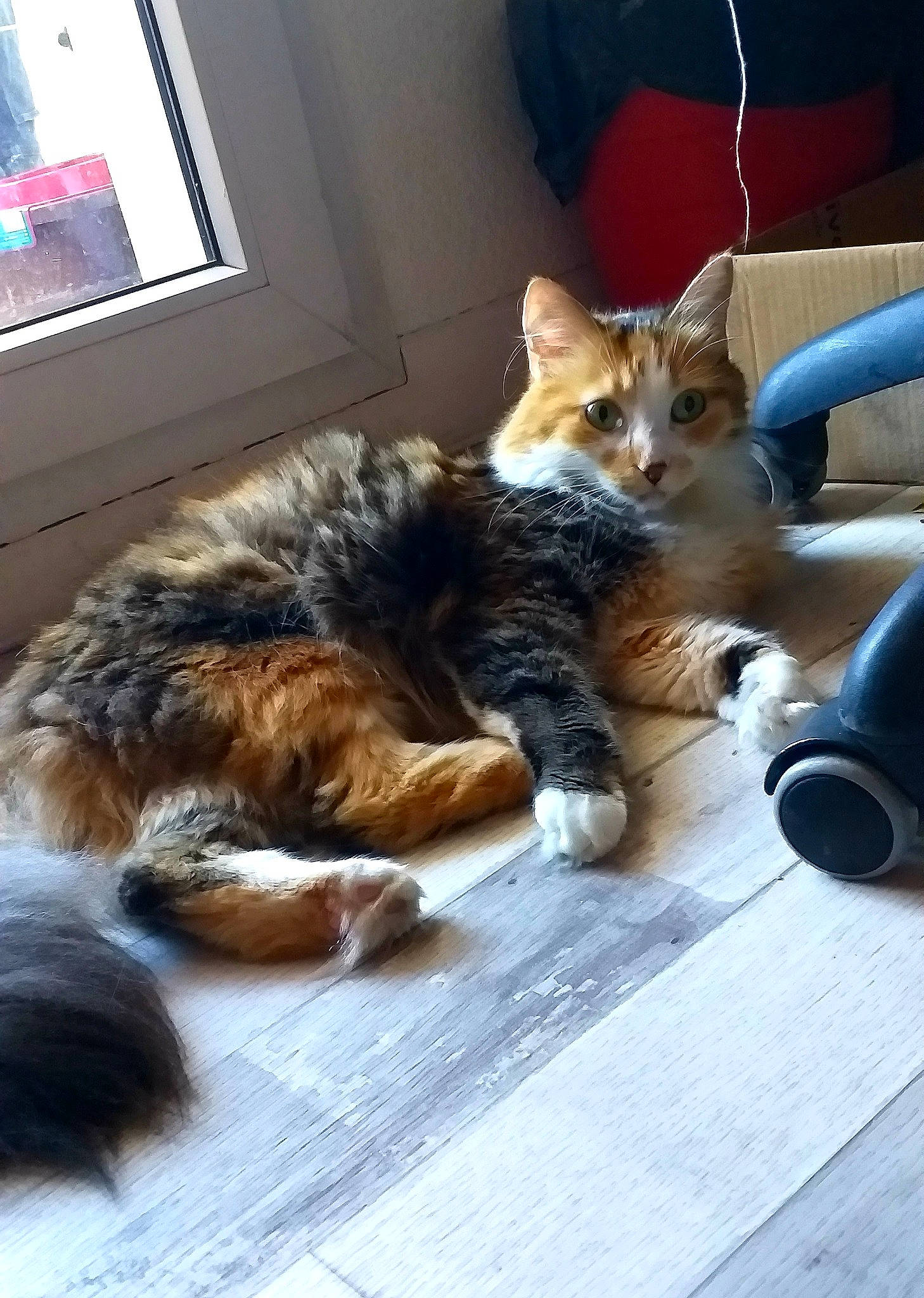 Châtaigne participe au concours pour gagner de l'argent avec cette photo : carnivore, cat, claw, comfort, domestic_short_haired_cat, felidae, flooring, fur, nap, paw, picture_frame, room, sitting, small_to_medium_sized_cats, snout, tail, television, whiskers, window, wood