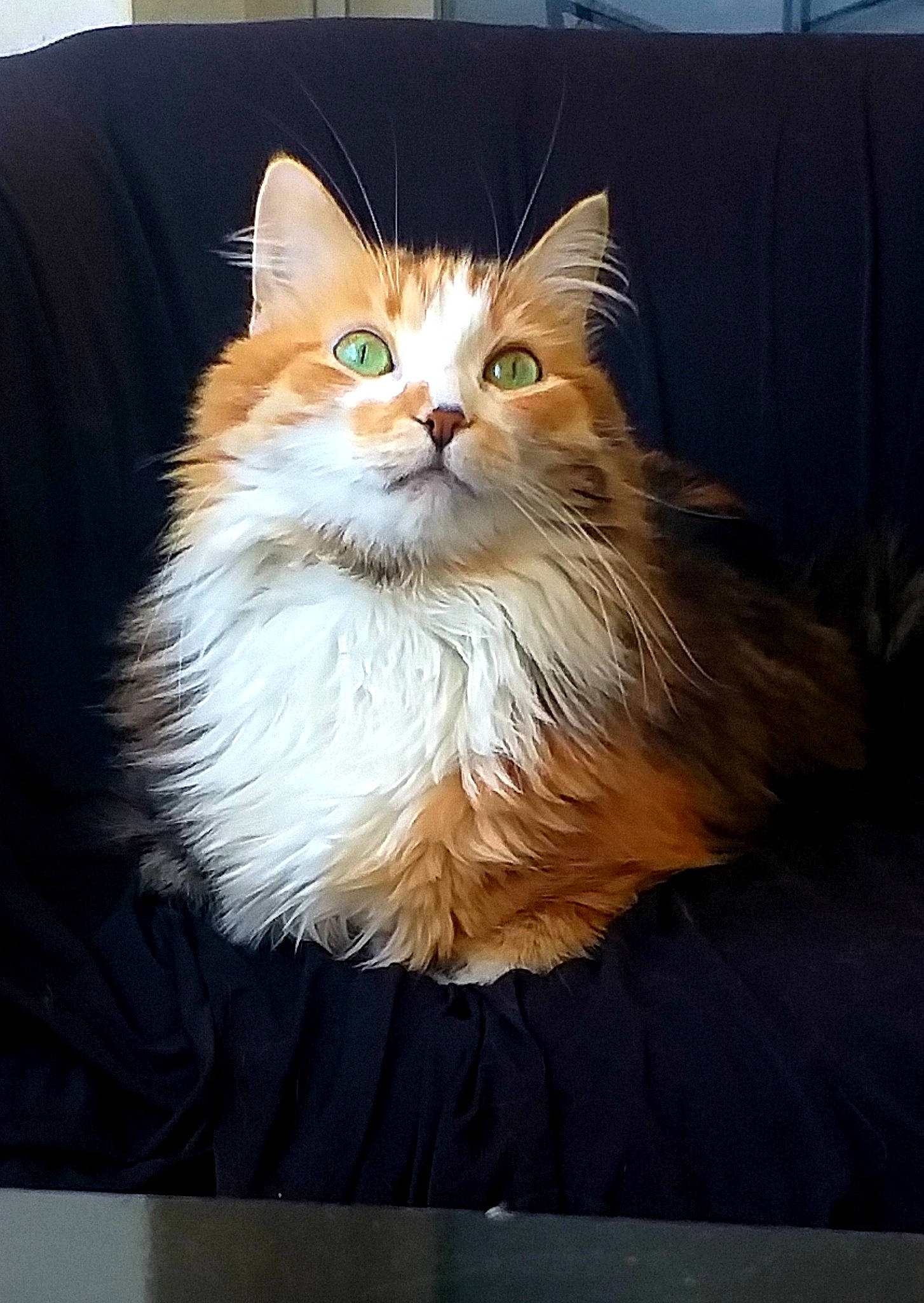 Châtaigne a rejoint le concours — aidez-le/la à gagner de superbes lots ! art, box, carnivore, cat, fawn, felidae, fur, hardwood, persian, ragdoll, small_to_medium_sized_cats, snout, tail, terrestrial_animal, whiskers, wood