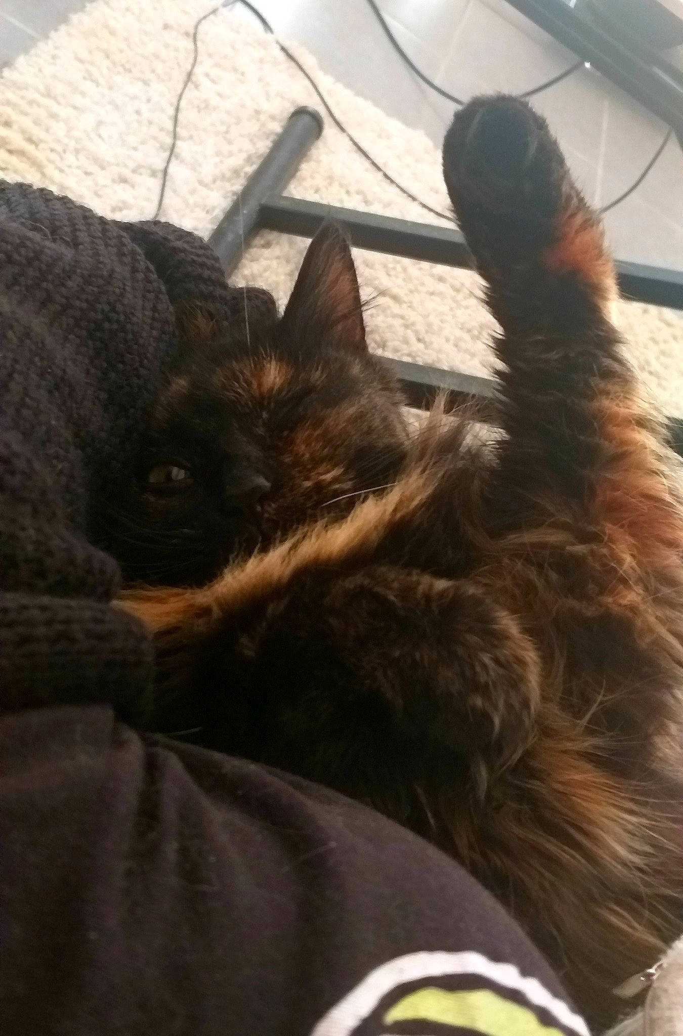 Moka participe au concours pour gagner de l'argent avec cette photo : black_cat, carnivore, cat, cloud, comfort, companion_dog, dog_breed, ear, fawn, felidae, fur, gesture, human_leg, sky, small_to_medium_sized_cats, snout, sporting_group, tail, textile, whiskers