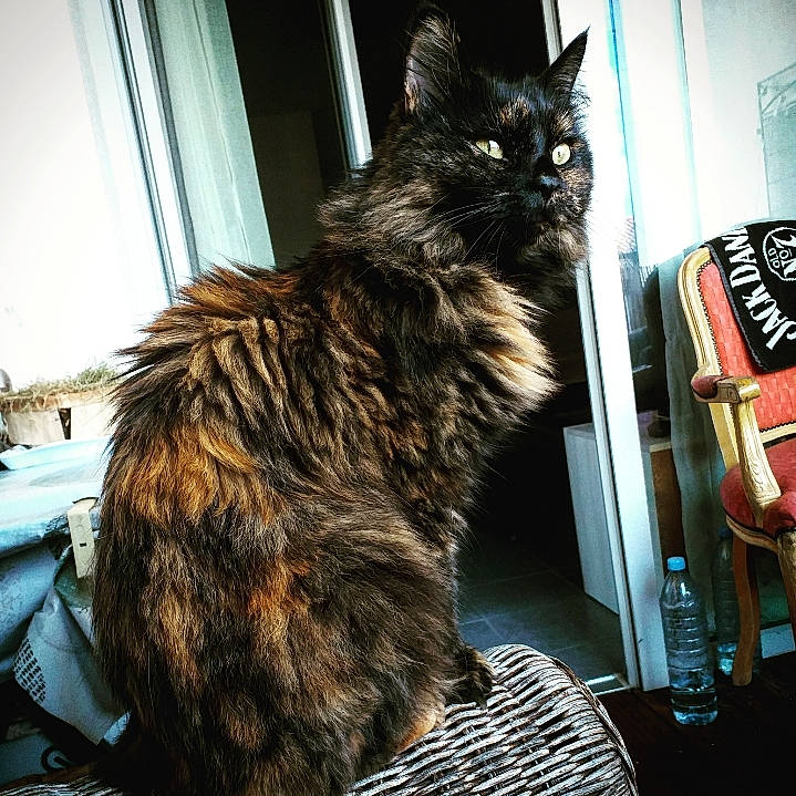 Moka a rejoint le concours — aidez-le/la à gagner de superbes lots ! black_cat, carnivore, cat, claw, domestic_short_haired_cat, drawer, felidae, fur, metal, small_to_medium_sized_cats, snout, tail, whiskers