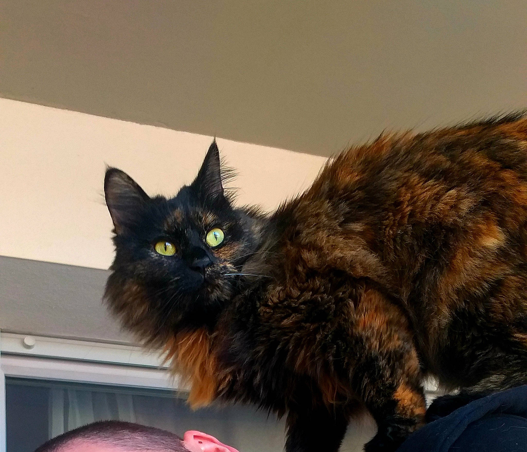 Moka a rejoint le concours — aidez-le/la à gagner de superbes lots ! bed, black_cat, box, carnivore, cat, claw, comfort, domestic_short_haired_cat, fawn, felidae, fur, grey, mammal, paw, small_to_medium_sized_cats, snout, tail, vertebrate, whiskers, window