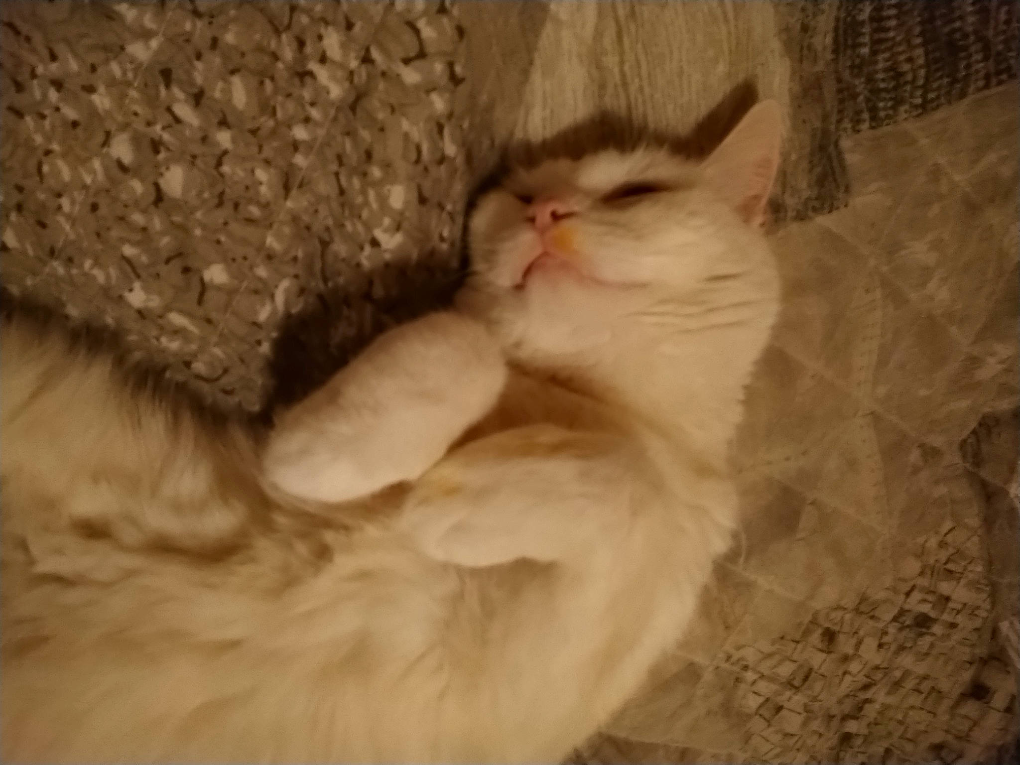 Flip participe au concours pour gagner de l'argent avec cette photo : aegean_cat, asian, british_semi_longhair, burmilla, carnivore, cat, domestic_long_haired_cat, eye, fawn, felidae, fur, norwegian_forest_cat, nose, ojos_azules, ragdoll, small_to_medium_sized_cats, snout, turkish_angora, turkish_van, whiskers