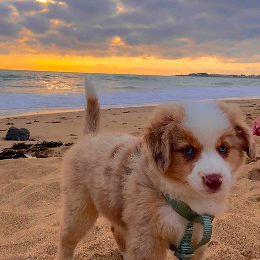 Moon a rejoint le concours — aidez-le/la à gagner de superbes lots ! animal, beach, canine, coast, dog, face, head, nature, outdoors, person, pet, photography, puppy, sand, sea, shoreline, sky, soil, summer, water