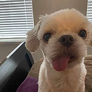 Casper is registered to the contest to win money with this photo: animal, bed, blanket, blinds, close_up, companion, cream_fur, cute, cute_pet, dog, domestic_animal, fluffy, friendly, fur, indoor, mammal, pet, small_dog, tongue_out, window