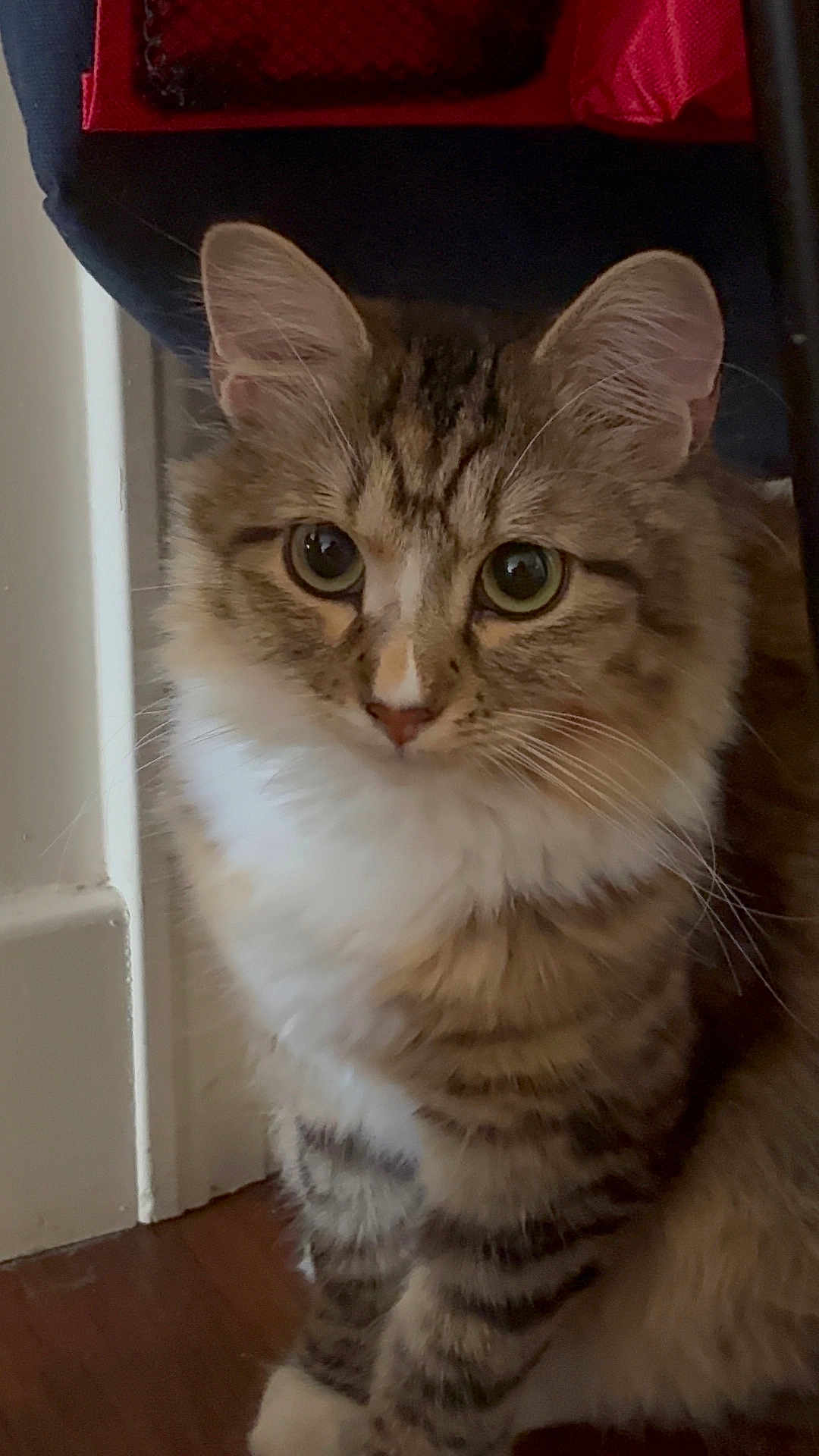 Luna