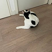 Swaily a rejoint le concours — aidez-le/la à gagner de superbes lots ! animal, back_view, black_and_white, cat, domestic_cat, door, ears, floor, four_legs, fur, home, indoor, lying_down, pet, quiet, relaxed, resting, tail, whiskers, wooden_floor