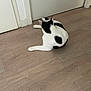 animal, back_view, black_and_white, cat, domestic_cat, door, ears, floor, four_legs, fur, home, indoor, lying_down, pet, quiet, relaxed, resting, tail, whiskers, wooden_floor