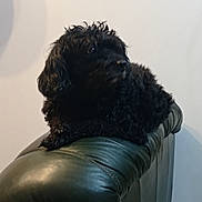 Flora participe au concours pour gagner de l'argent avec cette photo : dog, black_dog, leather_couch, indoor, pet, furry, animal, resting, curious, side_view, domestic, fur, canine, relaxed, household, living_room, comfort, quiet, calm, animal_portrait