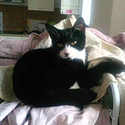 Minerva a rejoint le concours — aidez-le/la à gagner de superbes lots ! black_cat, carnivoran, cat, cat_like_mammal, domestic_short_haired_cat, european_shorthair, furniture, kitten, mammal, small_to_medium_sized_cats, whiskers