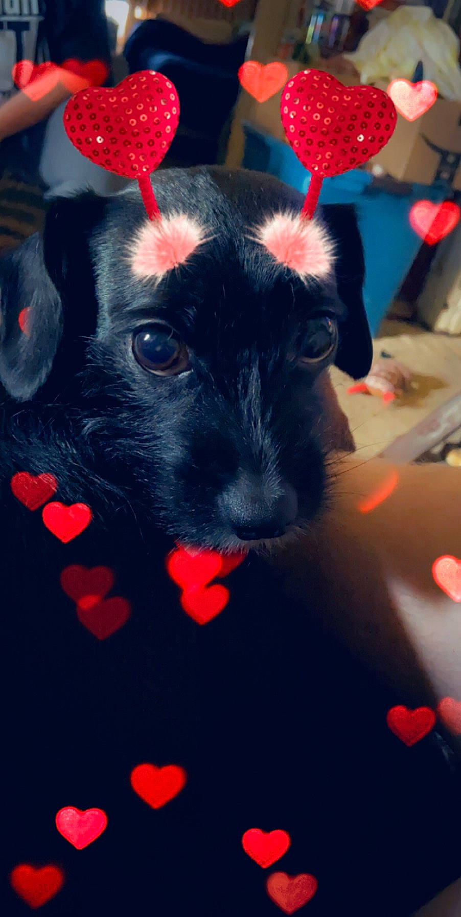 Molly joined the competition — help win amazing prizes! canidae, carnivore, dog, dog_breed, patterdale_terrier, puppy, snout, sporting_group