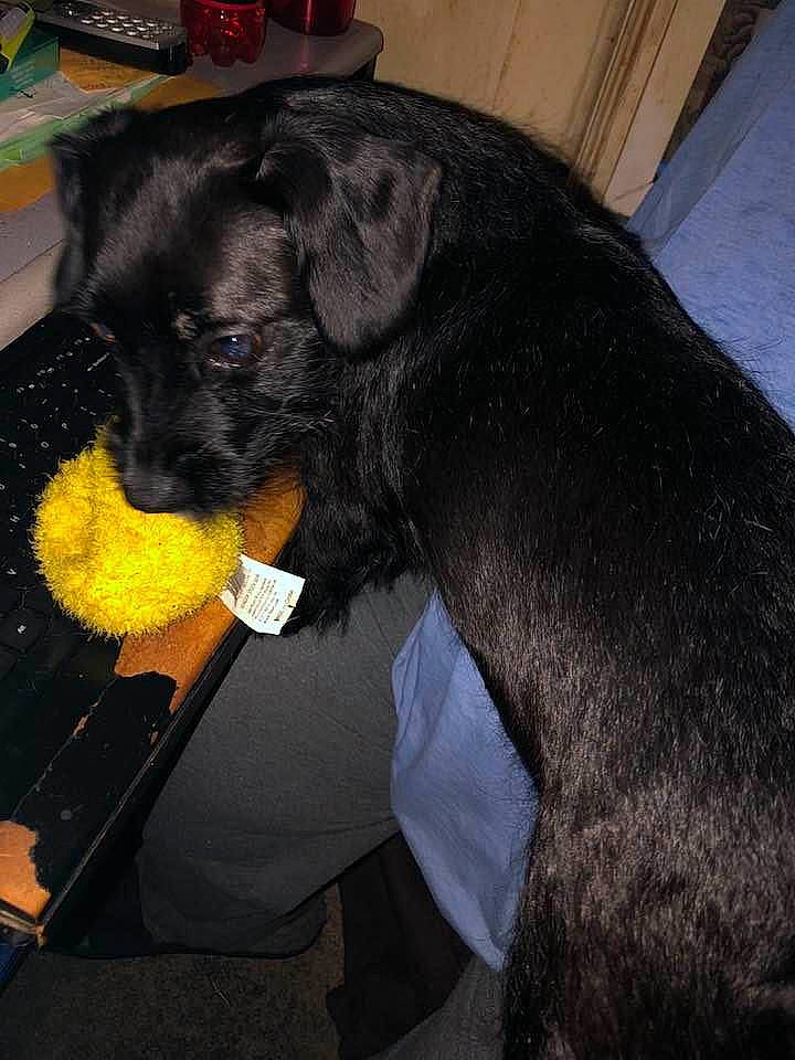Molly is registered to the contest to win money with this photo: border_terrier, canidae, carnivore, companion_dog, dog, dog_breed, guard_dog, miniature_schnauzer, patterdale_terrier, puppy, sporting_group