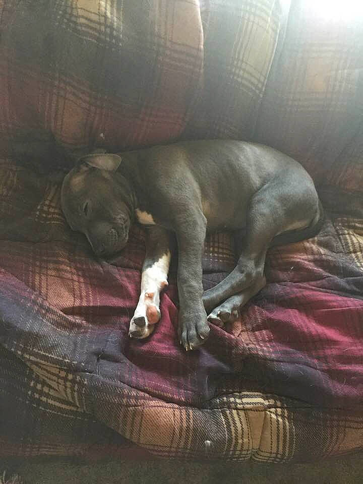 Diamond is registered to the contest to win money with this photo: american_bulldog, american_pit_bull_terrier, american_staffordshire_terrier, boxer, canidae, carnivore, dog, dog_breed, fawn, non_sporting_group, pit_bull, puppy