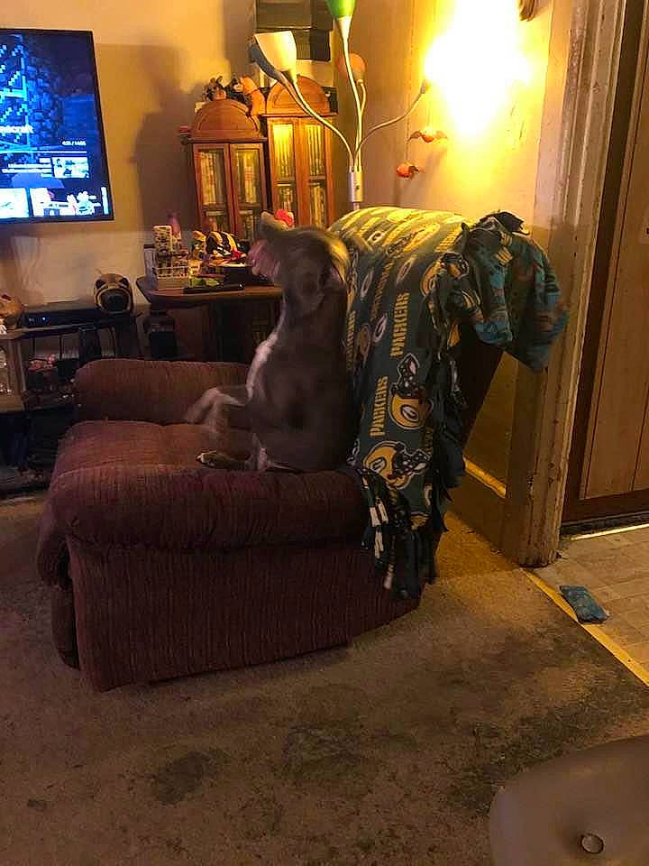 Diamond joined the competition — help win amazing prizes! canidae, chair, couch, fawn, floor, flooring, furniture, interior_design, living_room, loveseat, room, sporting_group, wood