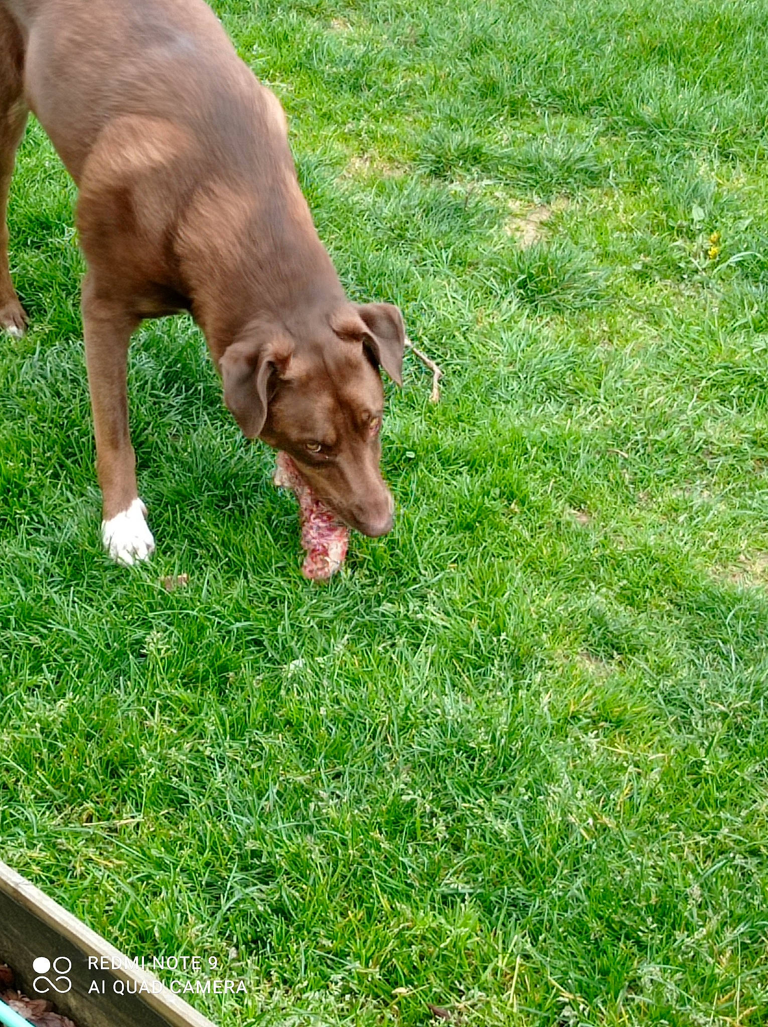 Spike a rejoint le concours — aidez-le/la à gagner de superbes lots ! carnivore, companion_dog, dog, dog_breed, fawn, grass, grass_family, grassland, grazing, groundcover, lawn, liver, livestock, meadow, pasture, plant, snout, tail, terrestrial_animal, working_animal