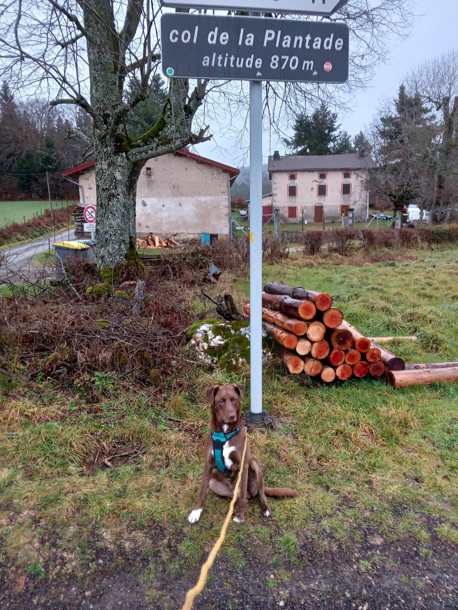 Spike a rejoint le concours — aidez-le/la à gagner de superbes lots ! asphalt, garden, grass, groundcover, house, human_settlement, land_lot, landscape, landscaping, lawn, leaf, plant, pole, residential_area, road, rural_area, sky, soil, tree, wood