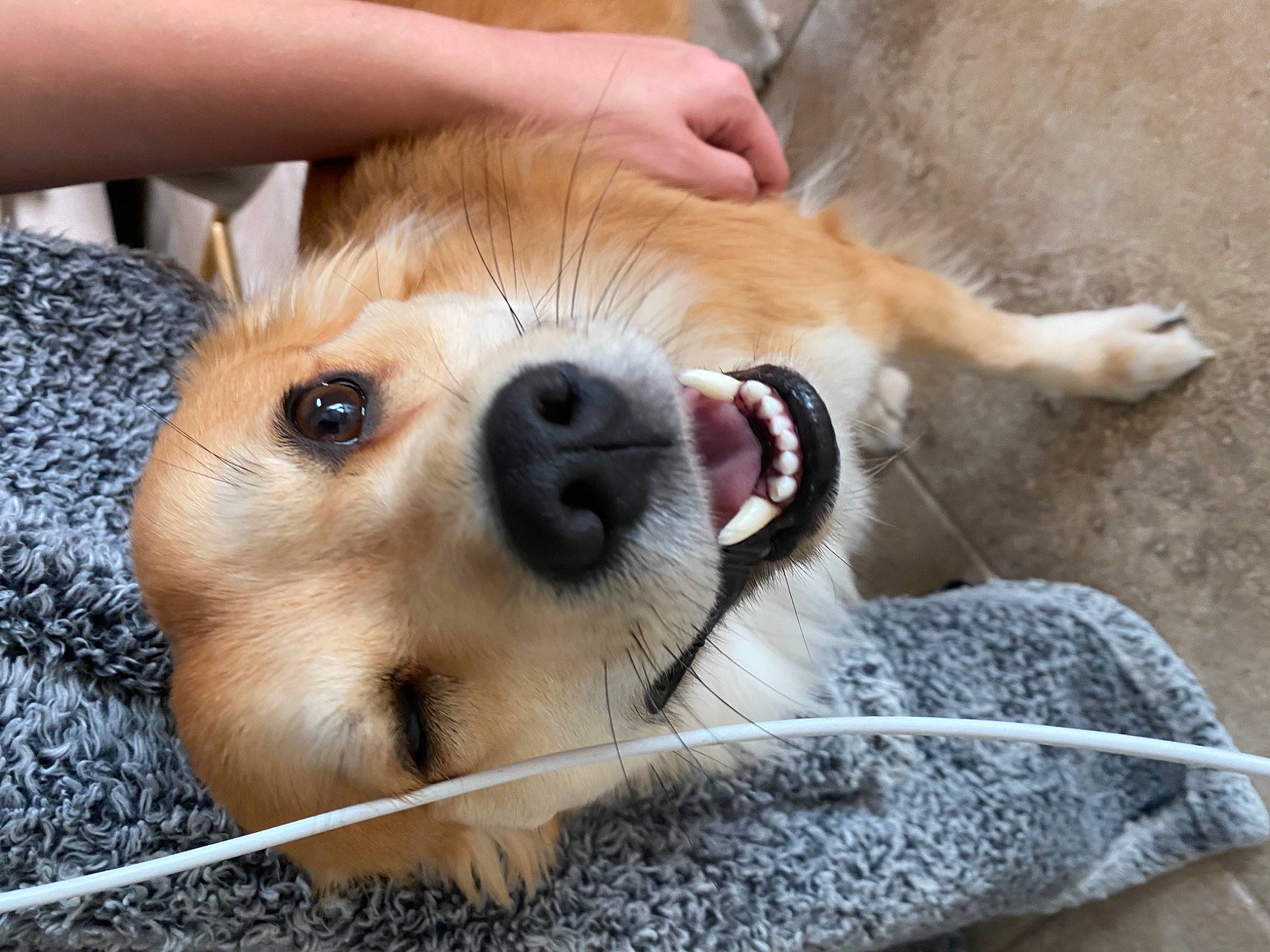 Dutch joined the competition — help win amazing prizes! animal_shelter, canidae, carnivore, companion_dog, couch, dog, dog_breed, ear, eye, fawn, fur, mammal, paw, puppy_love, retriever, snout, sporting_group, street_dog, terrestrial_animal, whiskers