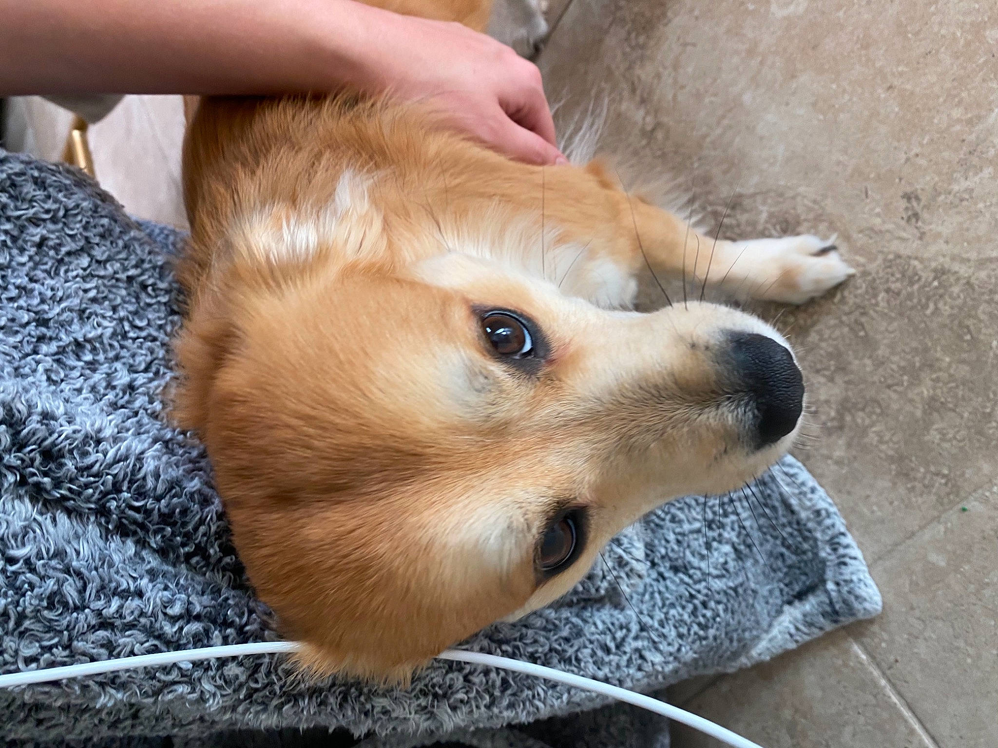 Dutch is registered to the contest to win money with this photo: canidae, carnivore, companion_dog, corgi_chihuahua, dog, dog_breed, eyelash, fur, german_spitz, german_spitz_mittel, nail, non_sporting_group, puppy, spitz, sporting_group, terrestrial_animal, toy_dog, whiskers, wood, working_animal