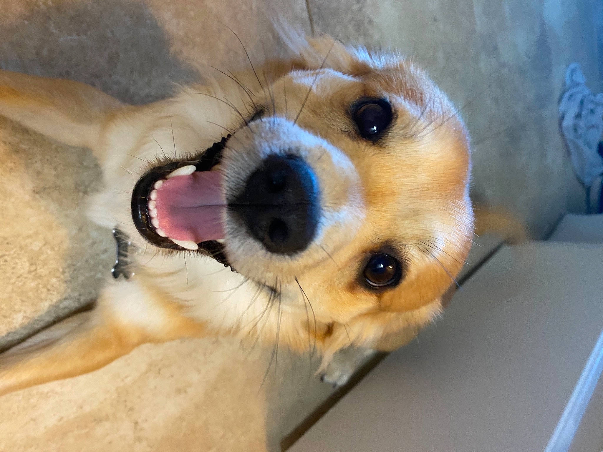 Dutch joined the competition — help win amazing prizes! canidae, carnivore, collar, companion_dog, dog, dog_breed, dog_collar, dog_supply, ear, fawn, fur, jaw, paw, pet_supply, retriever, snout, sporting_group, terrestrial_animal, whiskers, wildlife