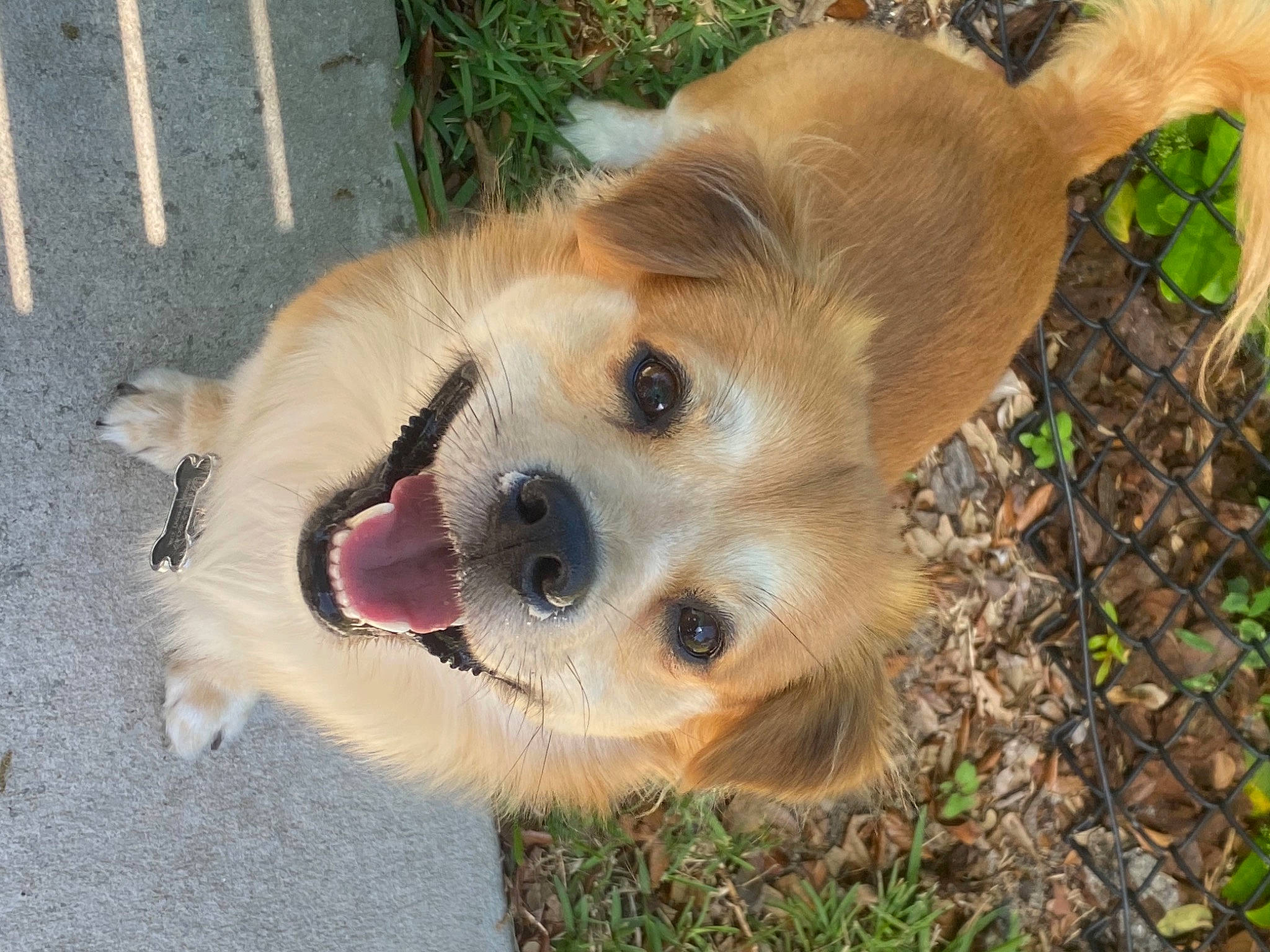 Dutch joined the competition — help win amazing prizes! ancient_dog_breeds, canidae, carnivore, collar, companion_dog, dog, dog_breed, fawn, fur, grass, non_sporting_group, paw, plant, puppy, sporting_group, street_dog, terrestrial_animal, whiskers, working_animal