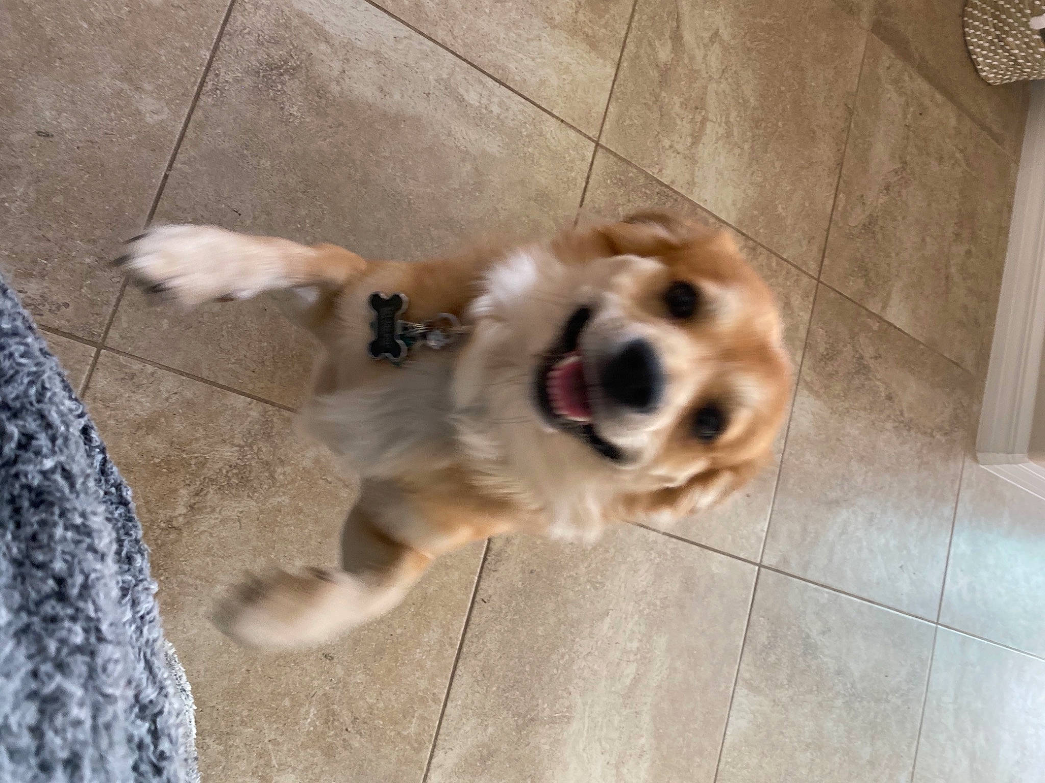 Dutch joined the competition — help win amazing prizes! canidae, carnivore, collar, companion_dog, dog, dog_breed, fawn, floor, flooring, fur, paw, pet_supply, road_surface, snout, sporting_group, street_dog, tail, tile_flooring, whiskers, working_animal