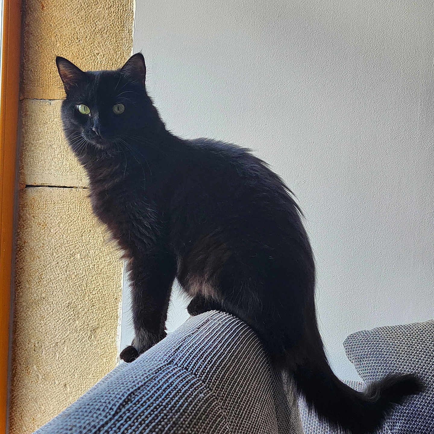 Plume participe au concours pour gagner de l'argent avec cette photo : animal, black_cat, cat, couch, curious, domestic_cat, feline, fur, furniture, gray_couch, green_eyes, indoor, looking, mammal, perched, pet, tail, textured_fabric, whiskers, window_frame
