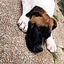 Ares a rejoint le concours — aidez-le/la à gagner de superbes lots ! dog, sleeping, paw, outdoor, stone_floor, brown, white, black, resting, closeup, pet, canine, fur, napping, relaxed, animal, quiet, daylight, nature, calm