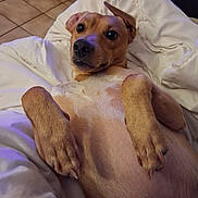 Gaston a rejoint le concours — aidez-le/la à gagner de superbes lots ! dog, pet, lying_down, blanket, indoor, cozy, fur, paw, ears, cute, animal, canine, relaxed, bedroom, expression, looking_up, snout, whiskers, nail, fur_texture