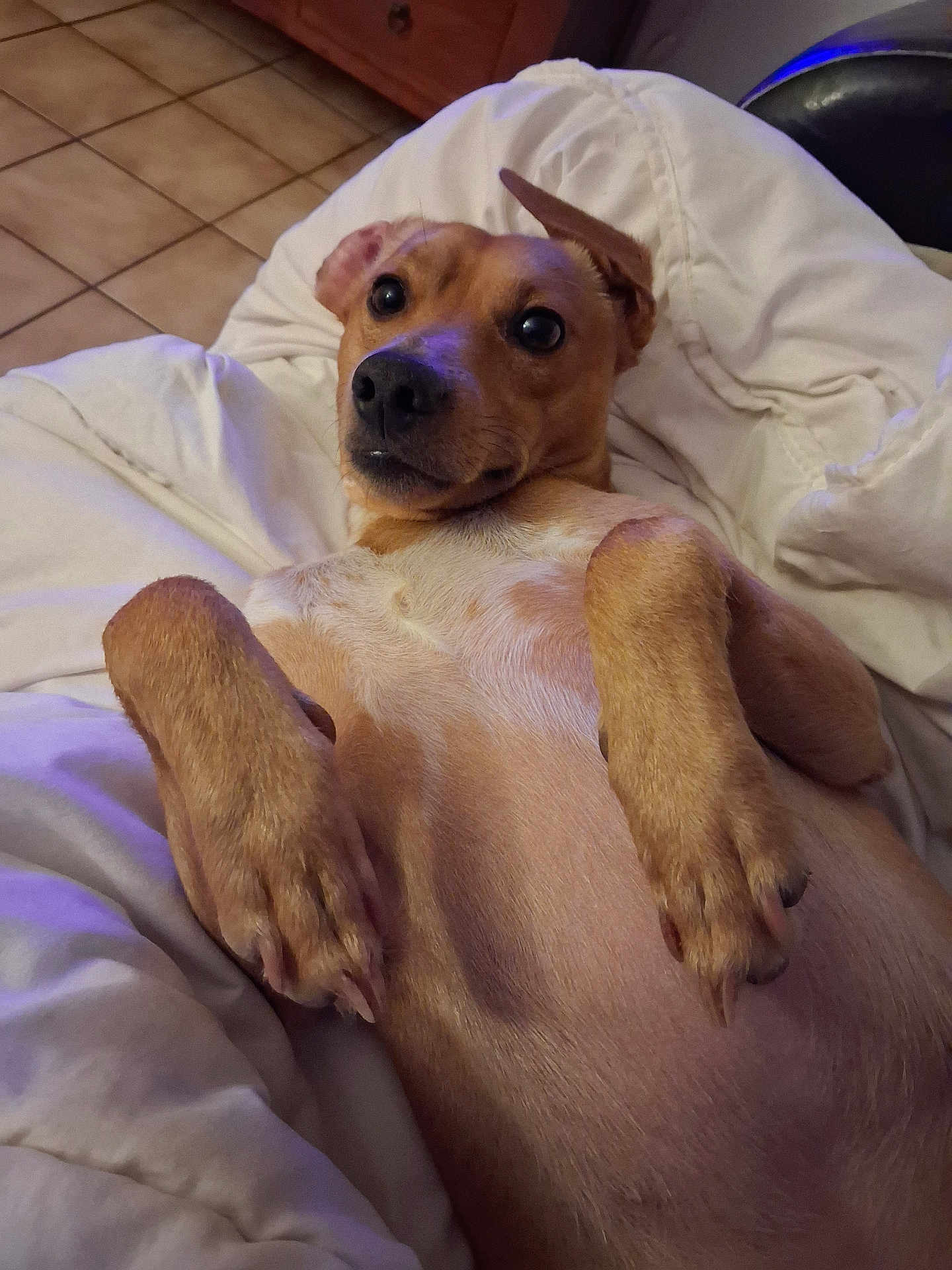 Gaston a rejoint le concours — aidez-le/la à gagner de superbes lots ! dog, pet, lying_down, blanket, indoor, cozy, fur, paw, ears, cute, animal, canine, relaxed, bedroom, expression, looking_up, snout, whiskers, nail, fur_texture