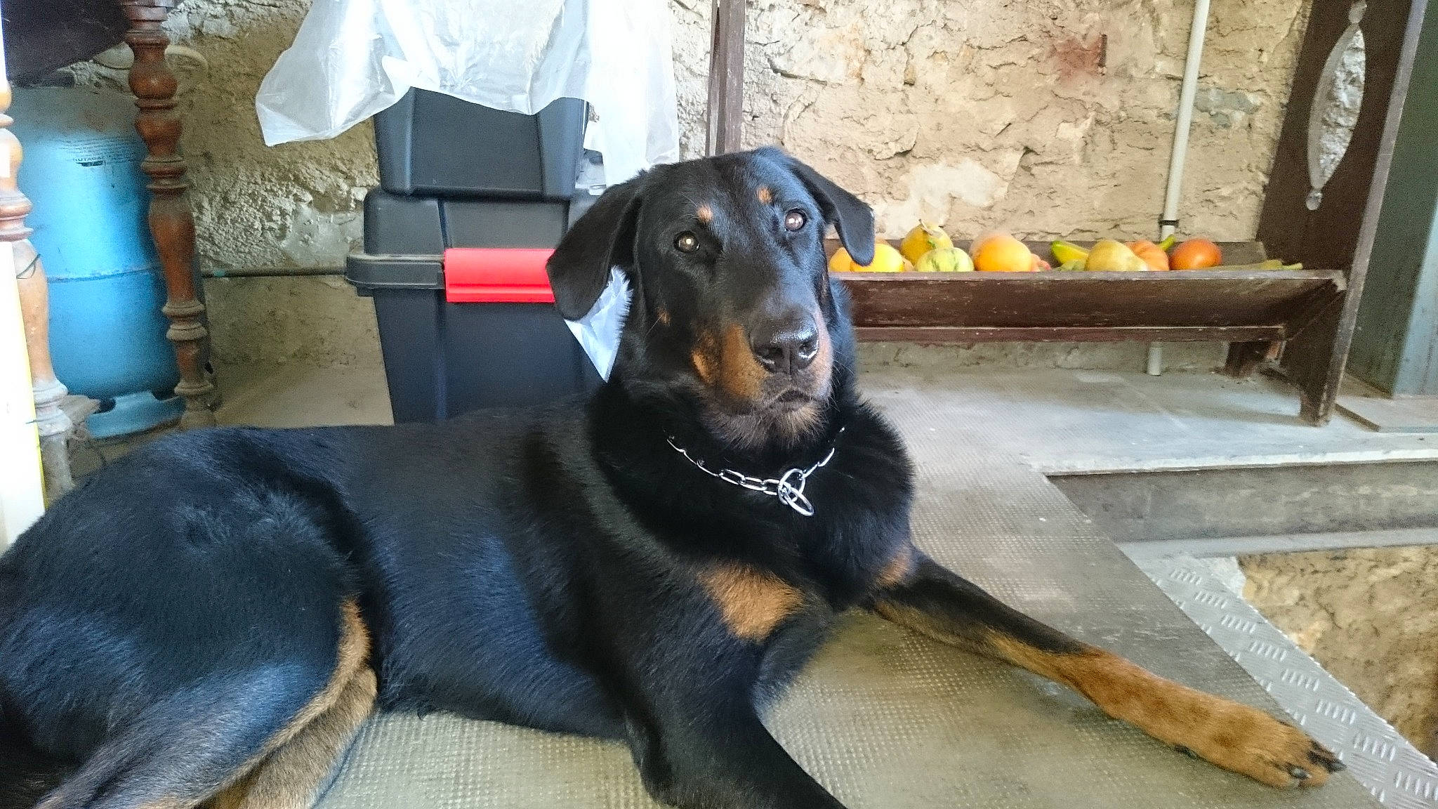 Juncker a rejoint le concours — aidez-le/la à gagner de superbes lots ! canidae, carnivore, collar, companion_dog, dobermann, dog, dog_breed, guard_dog, hunting_dog, lithuanian_hound, montenegrin_mountain_hound, sitting, snout, sporting_group, terrestrial_animal, toy_dog, working_animal, working_dog