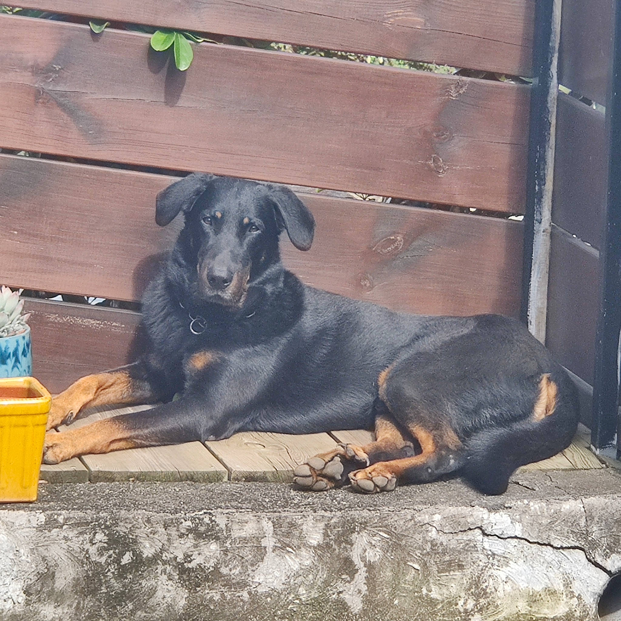 Juncker participe au concours pour gagner de l'argent avec cette photo : canidae, carnivore, companion_dog, dog, dog_breed, gas, hunting_dog, metal, pet_supply, street_dog, tail, terrestrial_animal, tints_and_shades, wood, working_animal, working_dog, working_terrier