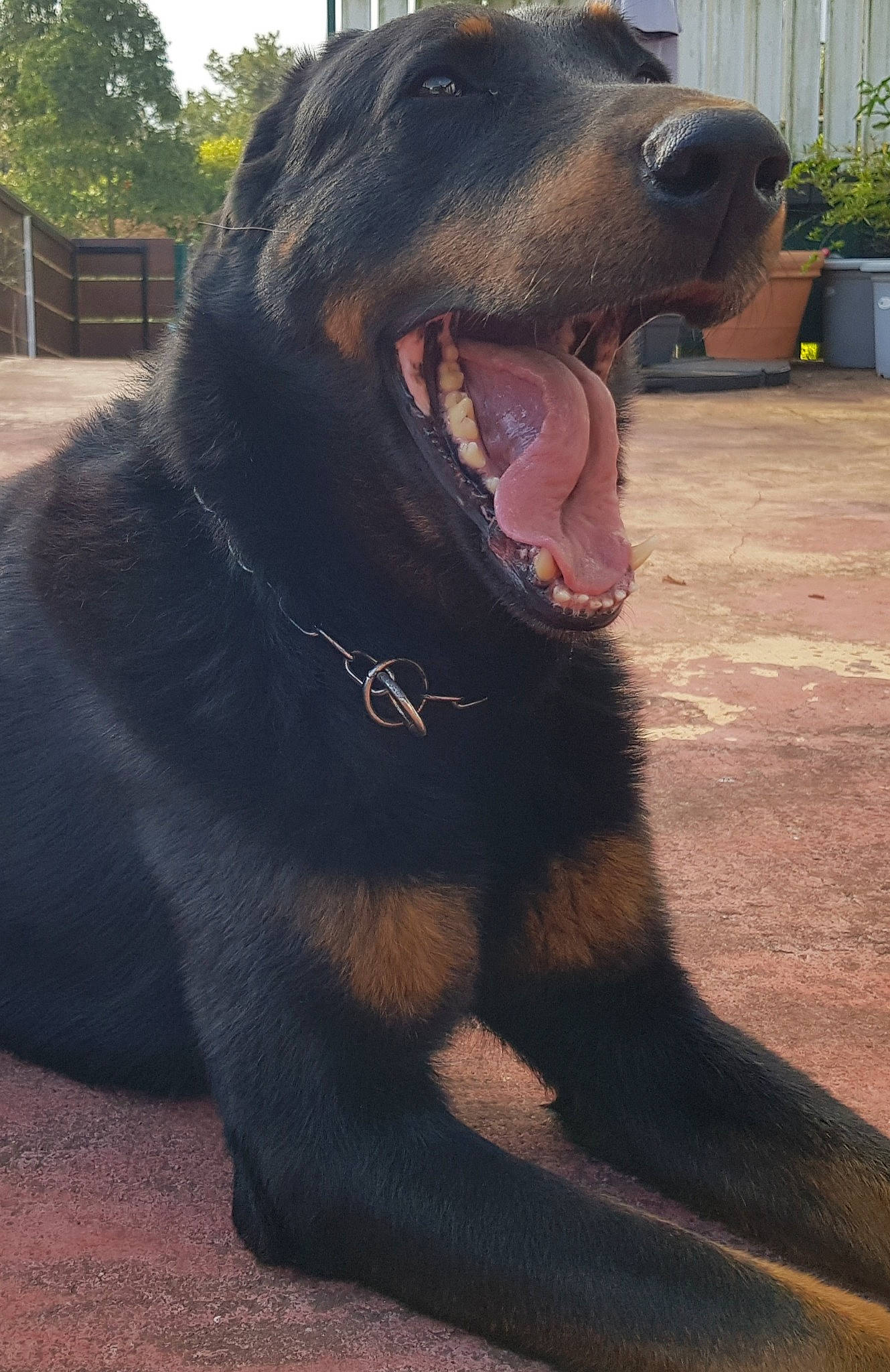 Juncker participe au concours pour gagner de l'argent avec cette photo : canidae, carnivore, companion_dog, dog, dog_breed, fang, fawn, flowerpot, fur, houseplant, jaw, liver, plant, snout, sporting_group, terrestrial_animal, tree, whiskers, working_animal, yawn