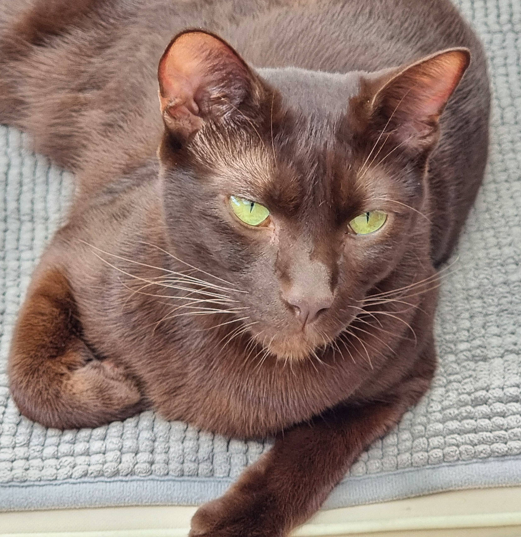 Umiña a rejoint le concours — aidez-le/la à gagner de superbes lots ! bombay, carnivore, cat, domestic_short_haired_cat, felidae, fur, havana_brown, rectangle, small_to_medium_sized_cats, snout, terrestrial_animal, whiskers